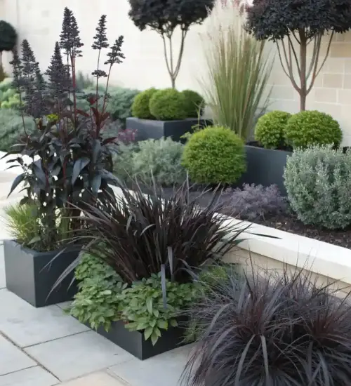 Black Plants