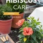 Guide to Hibiscus Care