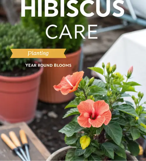 Guide to Hibiscus Care